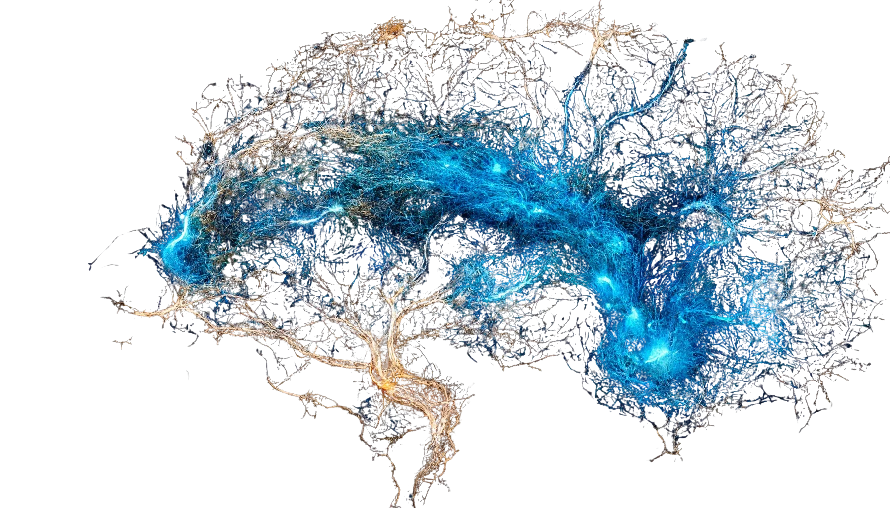 brain image
